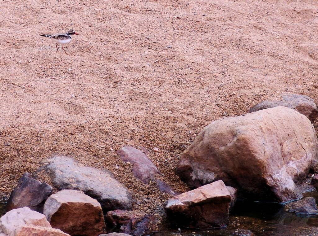 Black-fronted Dotterel (Elseyornis melanops), Simpsons Gap, NT