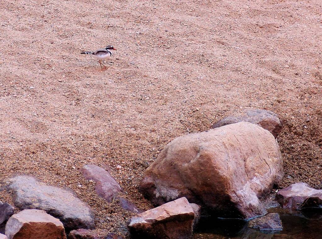 Black-fronted Dotterel (Elseyornis melanops), Simpsons Gap, NT