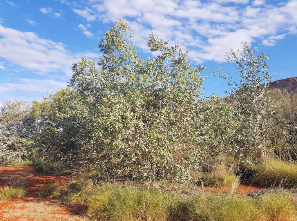 Blue Mallee (Eucalyptus gamophylla)
