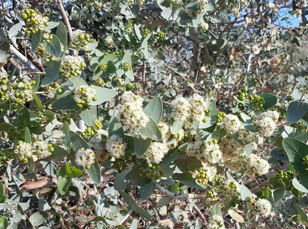 Blue Mallee (Eucalyptus gamophylla)