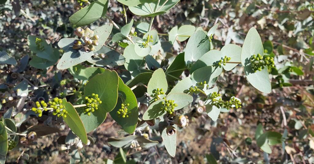 Blue Mallee (Eucalyptus gamophylla)