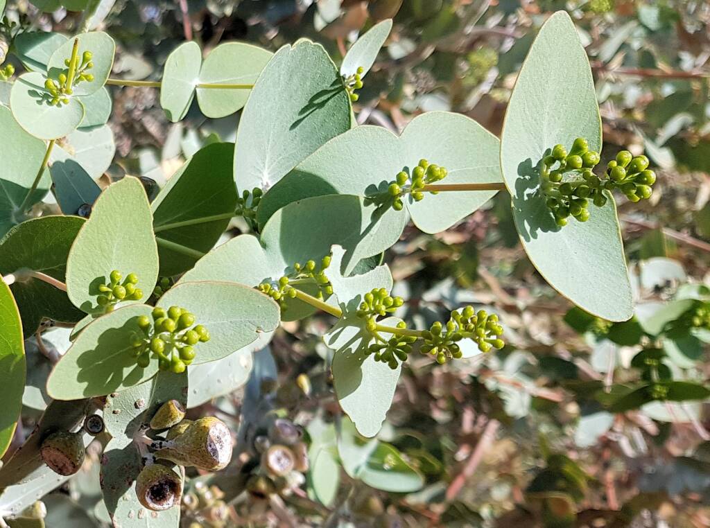 Blue Mallee (Eucalyptus gamophylla)
