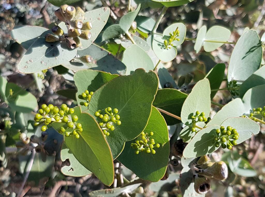 Blue Mallee (Eucalyptus gamophylla)