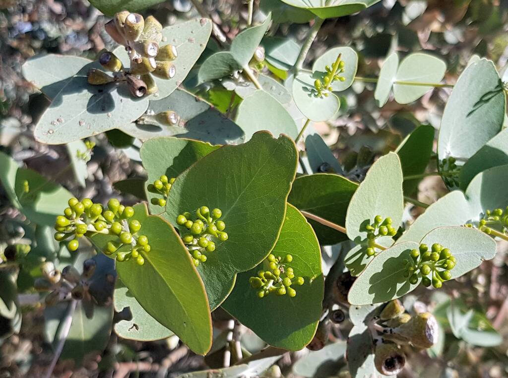 Blue Mallee (Eucalyptus gamophylla)