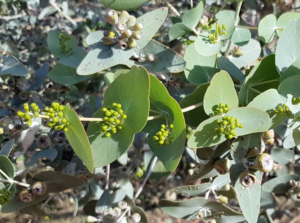 Blue Mallee (Eucalyptus gamophylla)