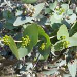 Blue Mallee (Eucalyptus gamophylla)