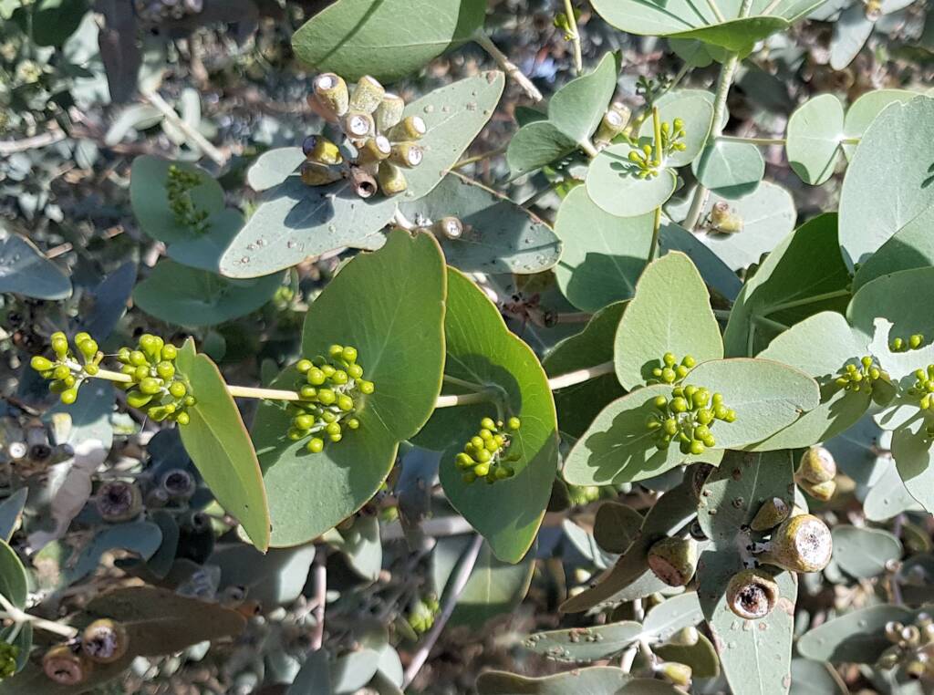 Blue Mallee (Eucalyptus gamophylla)