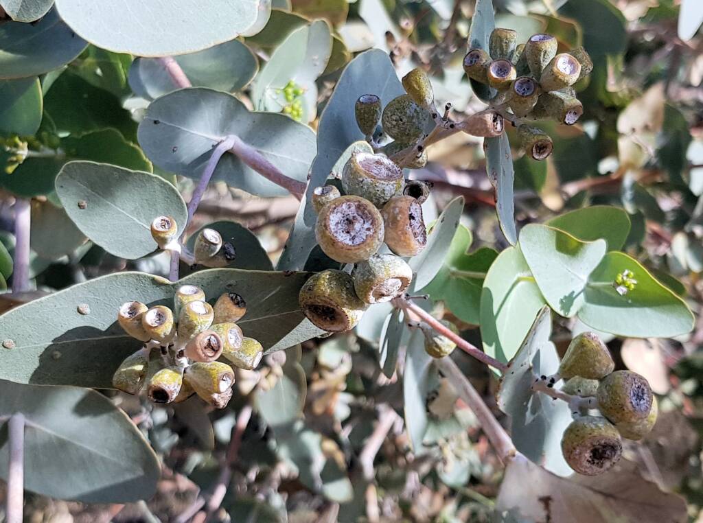 Blue Mallee (Eucalyptus gamophylla)