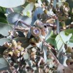 Blue Mallee (Eucalyptus gamophylla)