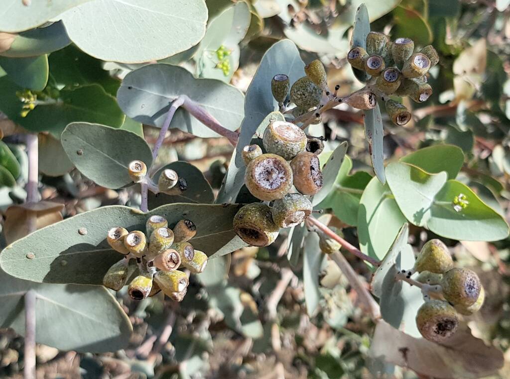 Blue Mallee (Eucalyptus gamophylla)