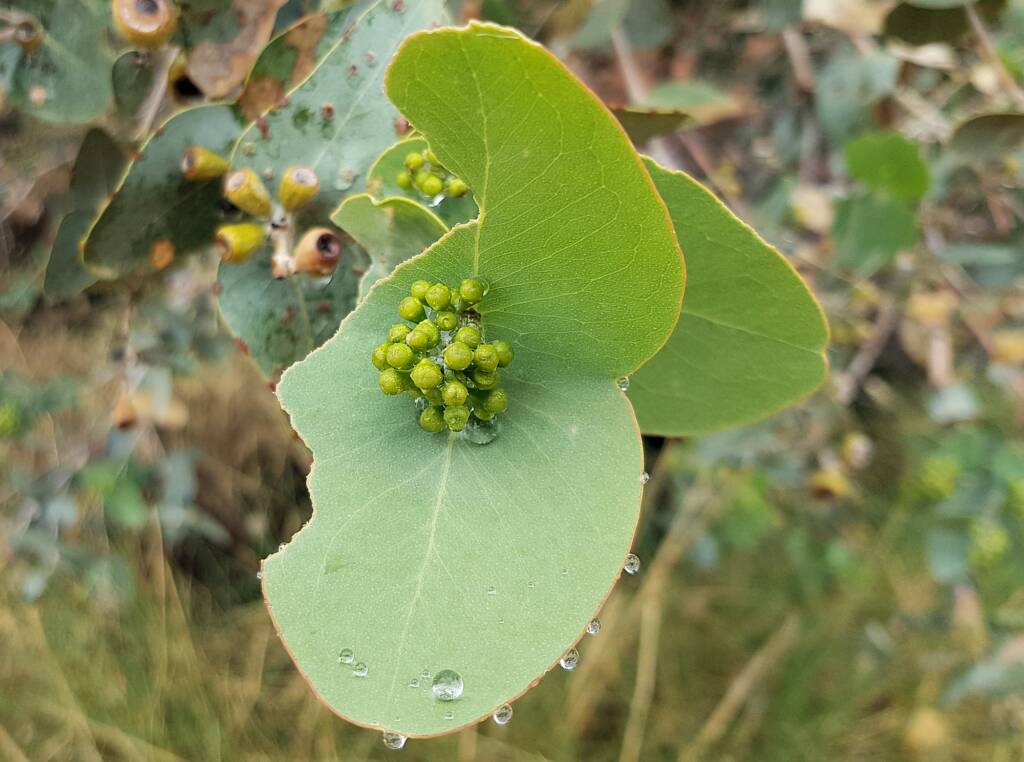 Blue Mallee (Eucalyptus gamophylla)