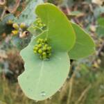 Blue Mallee (Eucalyptus gamophylla)