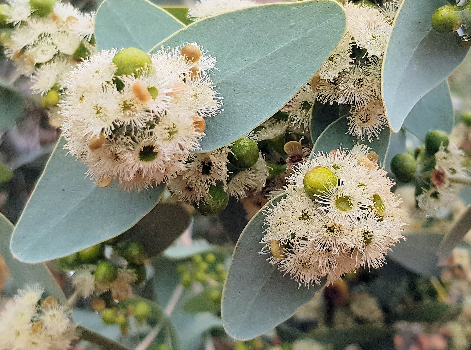 Blue Mallee (Eucalyptus gamophylla)