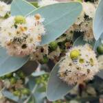 Blue Mallee (Eucalyptus gamophylla)