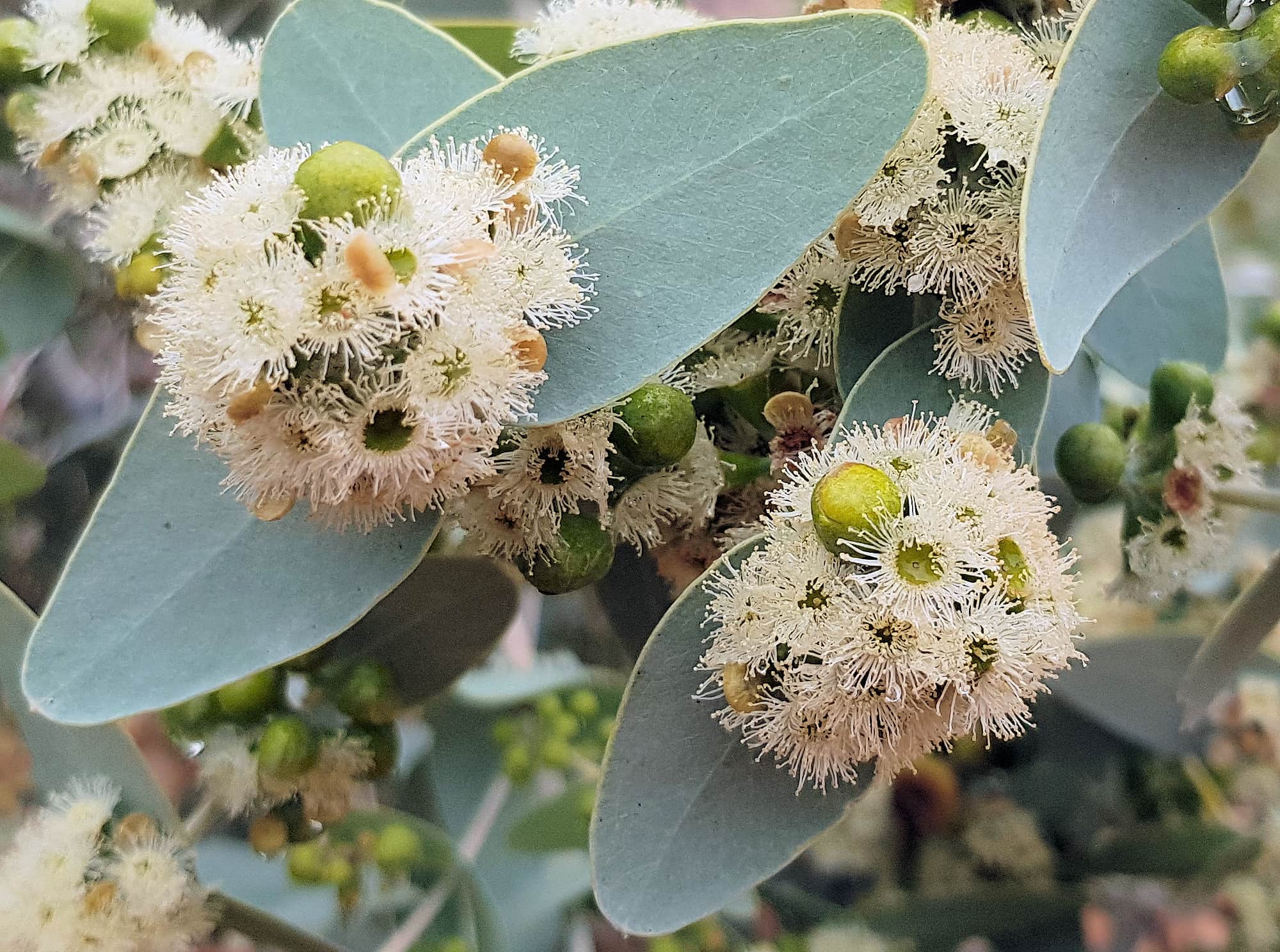 Blue Mallee (Eucalyptus gamophylla)