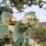 Blue Mallee (Eucalyptus gamophylla)
