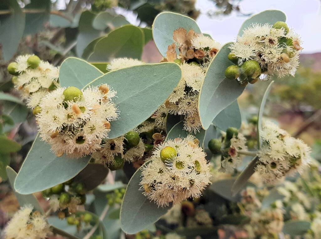 Blue Mallee (Eucalyptus gamophylla)