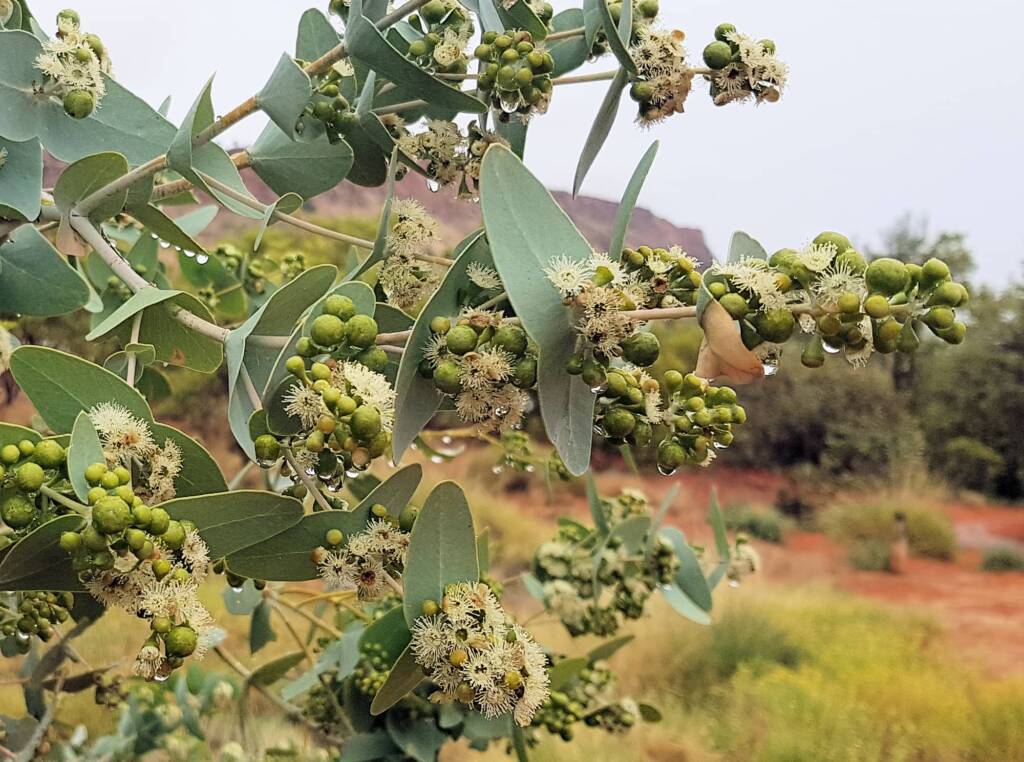 Blue Mallee (Eucalyptus gamophylla)