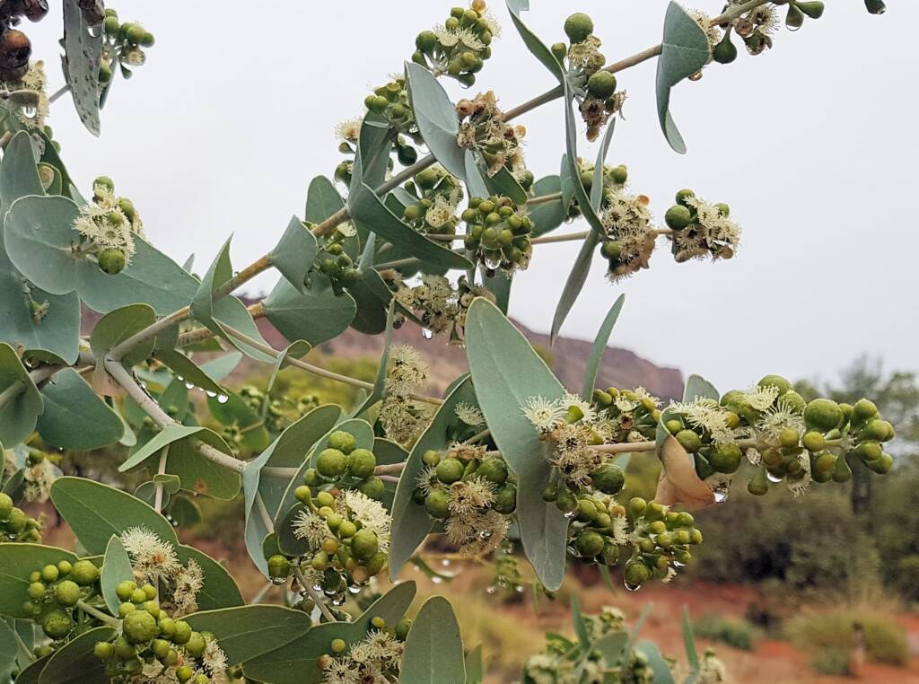 Blue Mallee (Eucalyptus gamophylla)