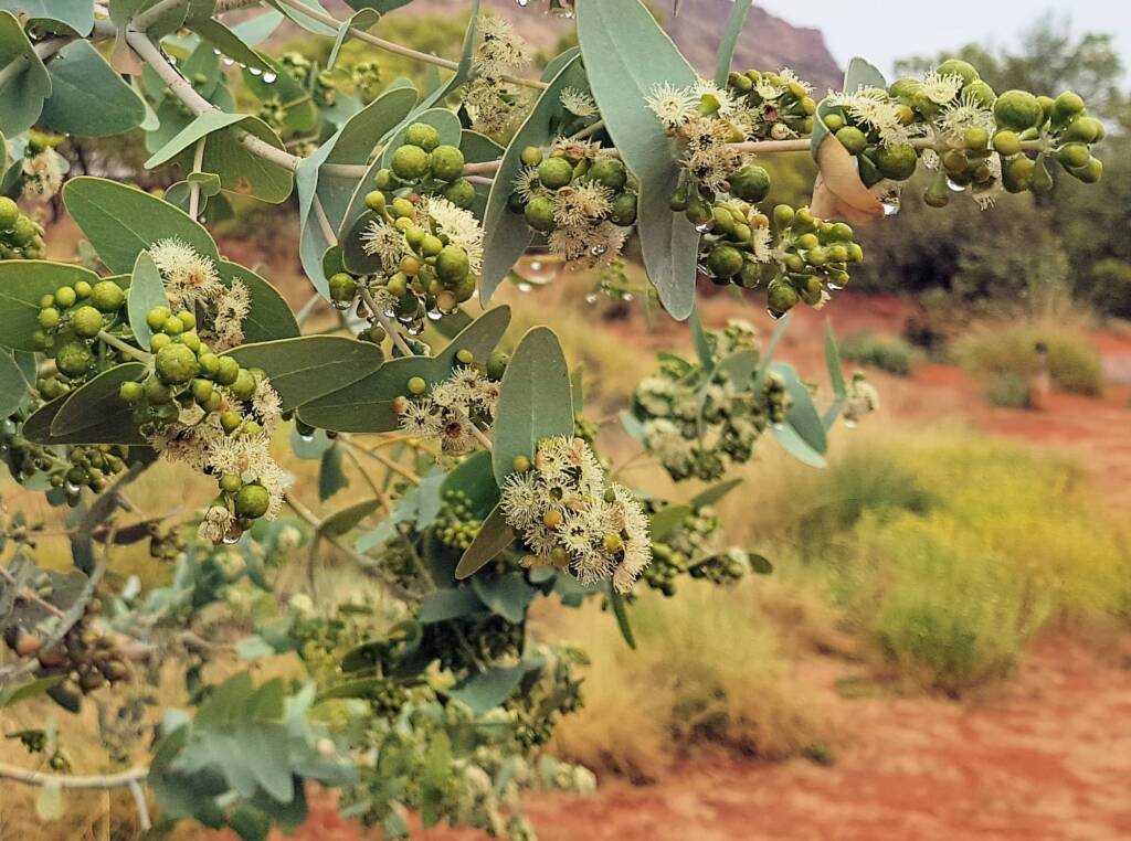 Blue Mallee (Eucalyptus gamophylla)