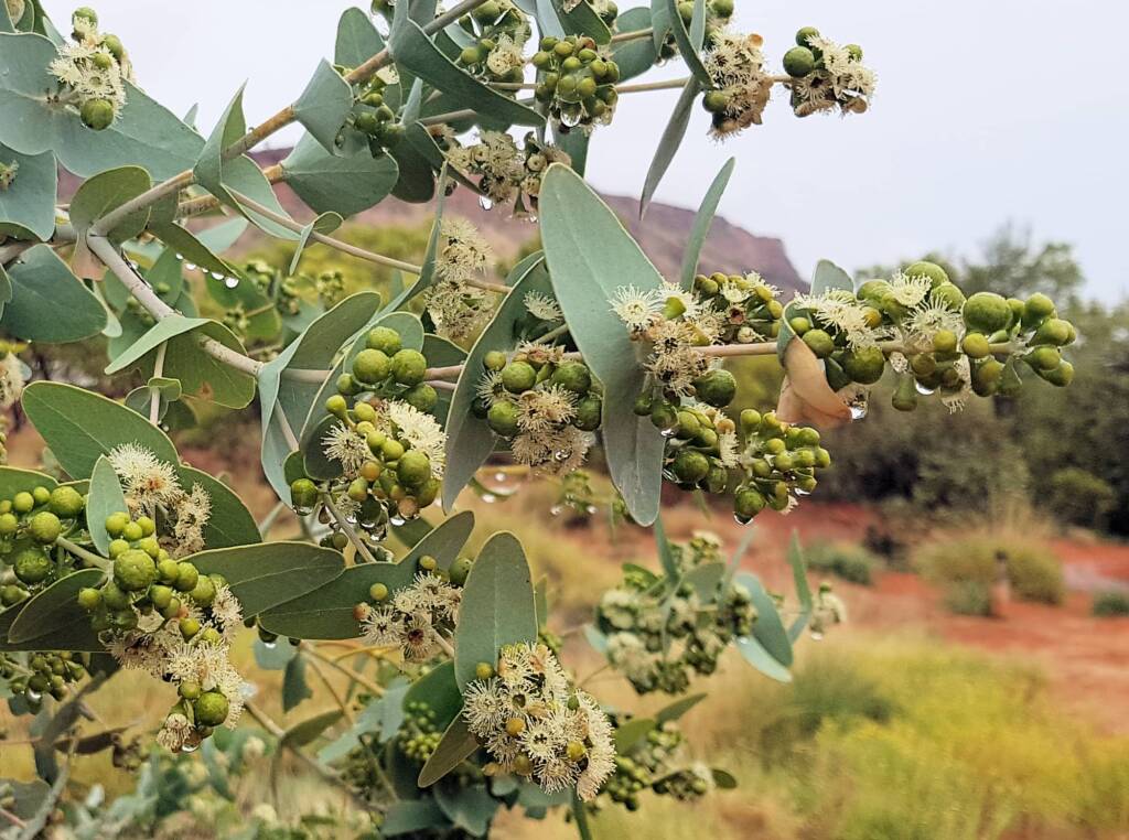Blue Mallee (Eucalyptus gamophylla)