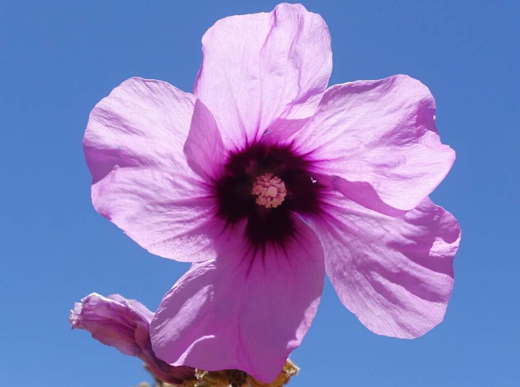 Bush Hibiscus (Radyera farragei)