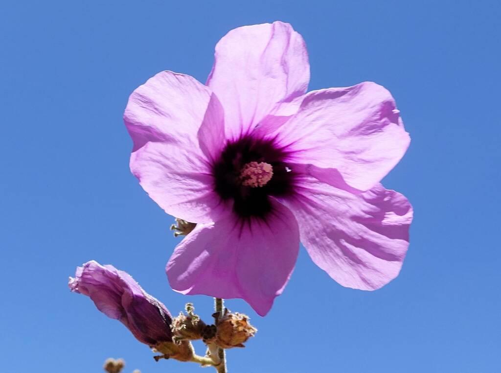 Bush Hibiscus (Radyera farragei)