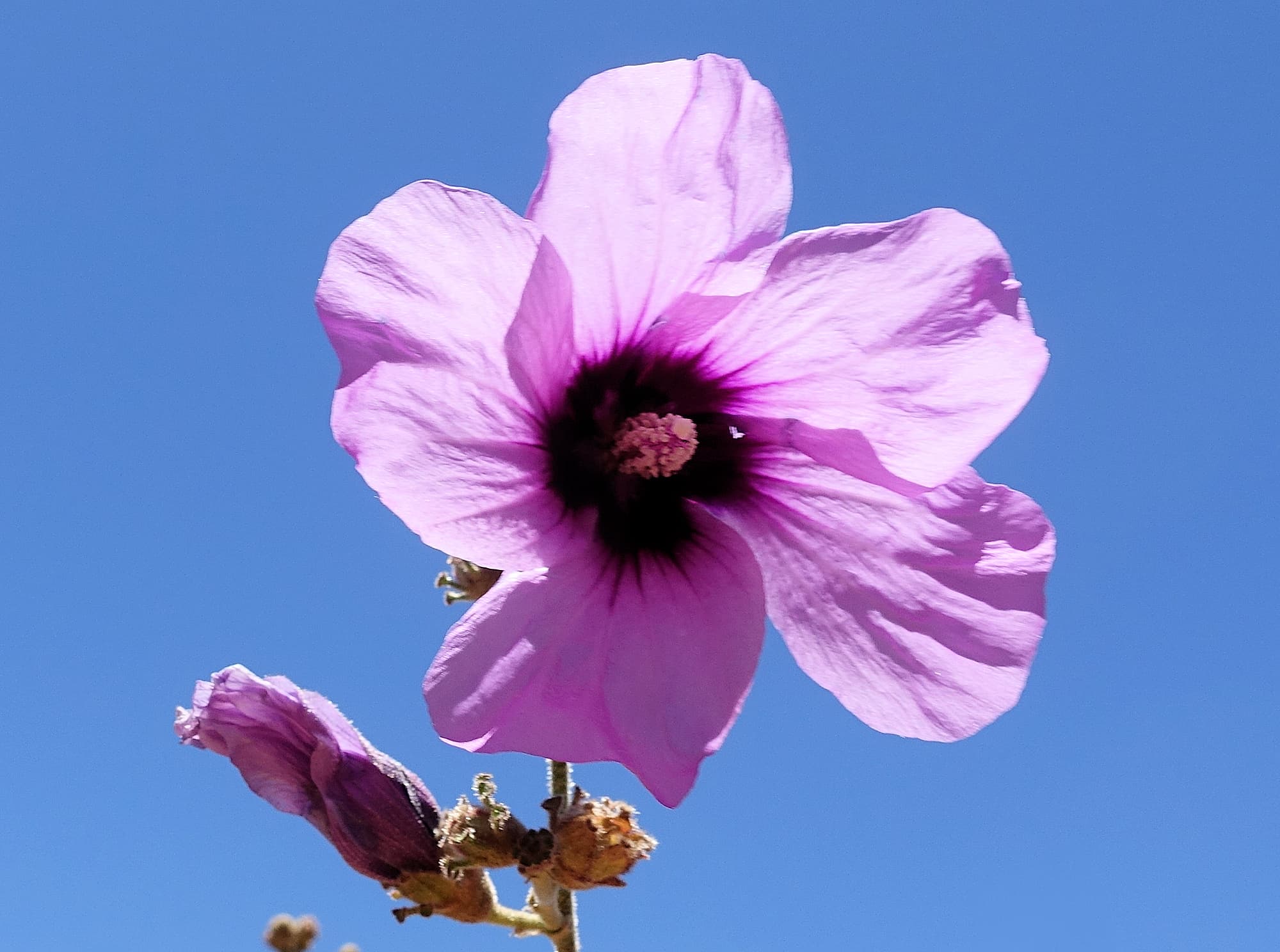 Bush Hibiscus (Radyera farragei)