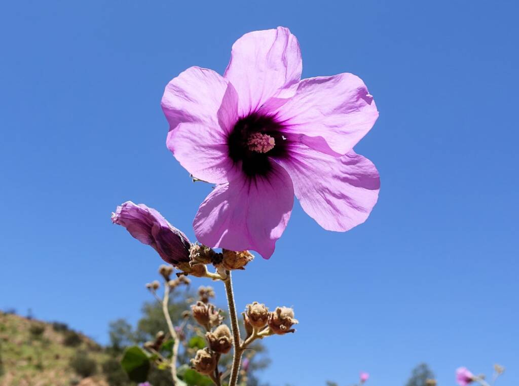 Bush Hibiscus (Radyera farragei)