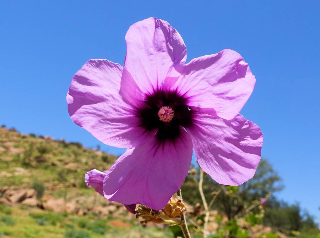 Bush Hibiscus (Radyera farragei)