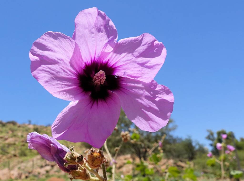 Bush Hibiscus (Radyera farragei)
