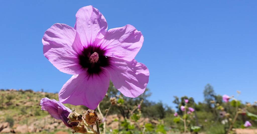 Bush Hibiscus (Radyera farragei)