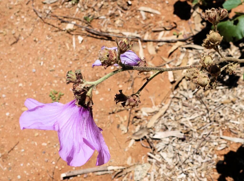 Bush Hibiscus (Radyera farragei)