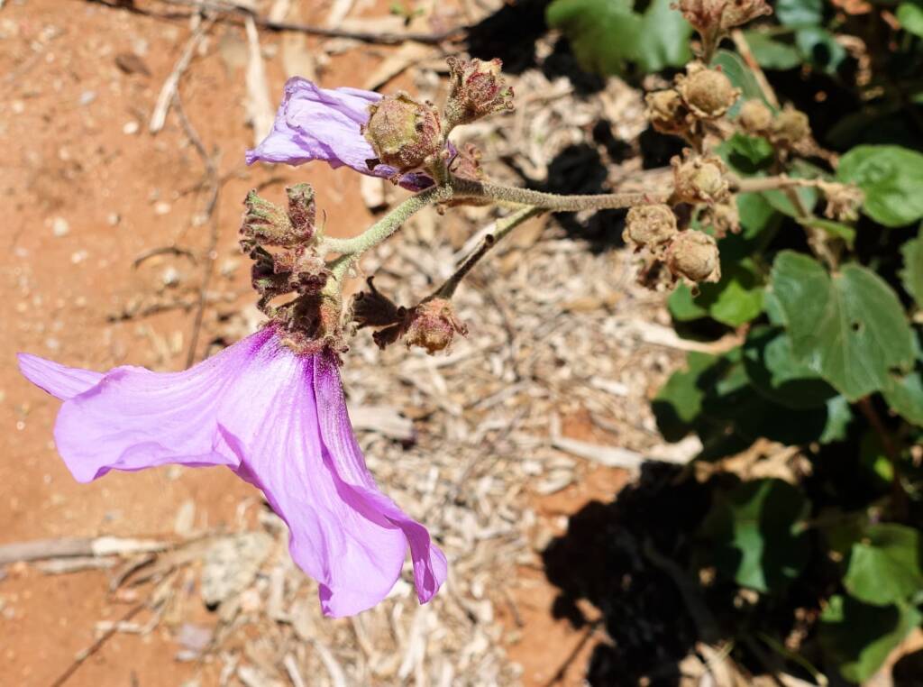 Bush Hibiscus (Radyera farragei)