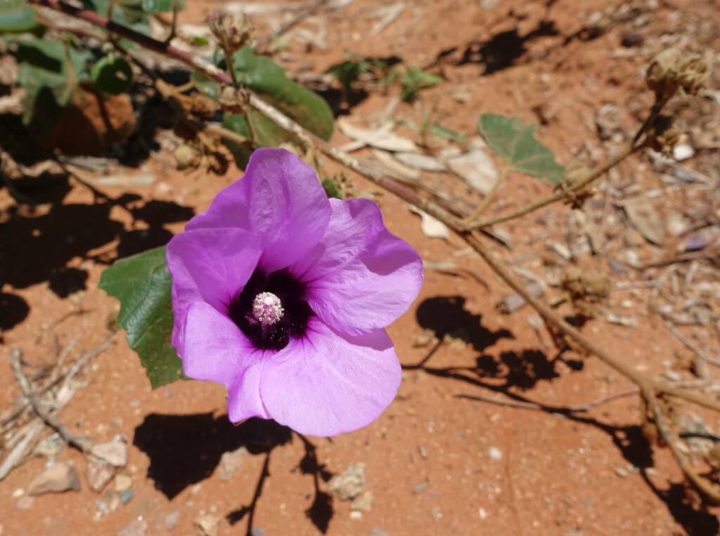 Bush Hibiscus (Radyera farragei)