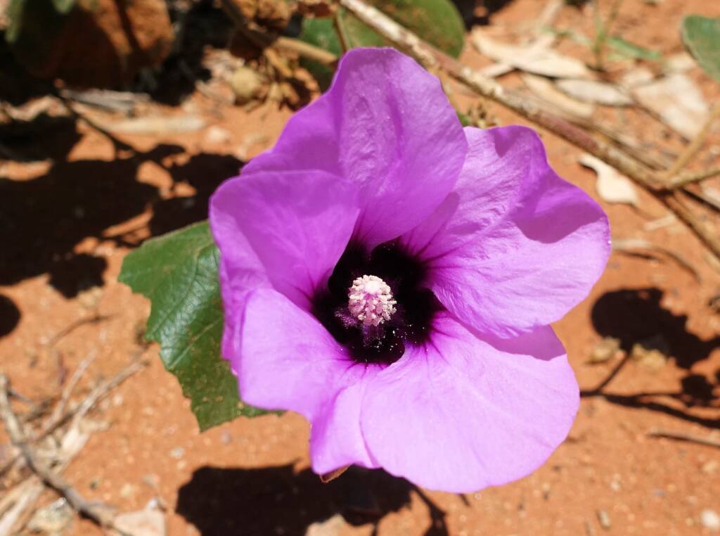 Bush Hibiscus (Radyera farragei)