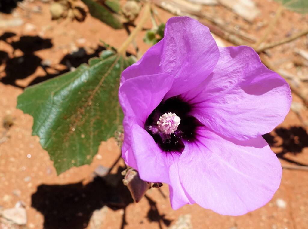 Bush Hibiscus (Radyera farragei)
