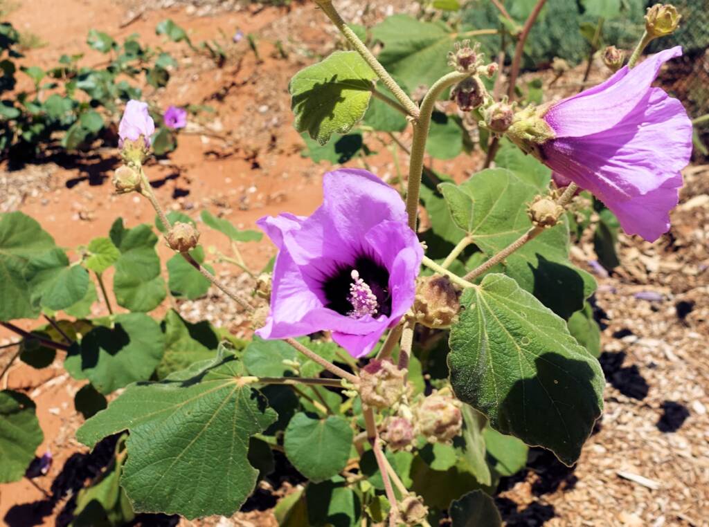 Bush Hibiscus (Radyera farragei)