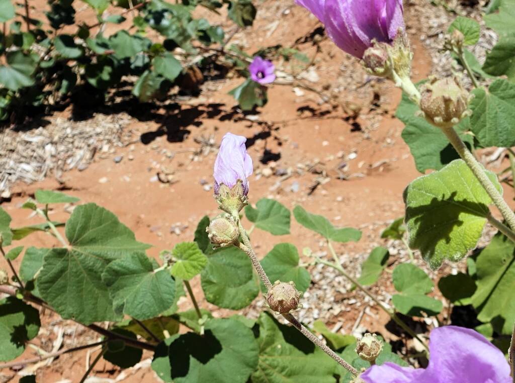 Bush Hibiscus (Radyera farragei)