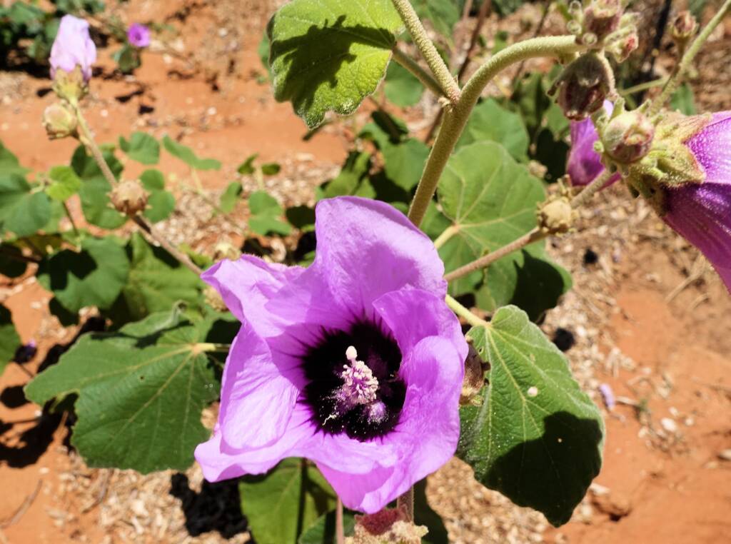 Bush Hibiscus (Radyera farragei)