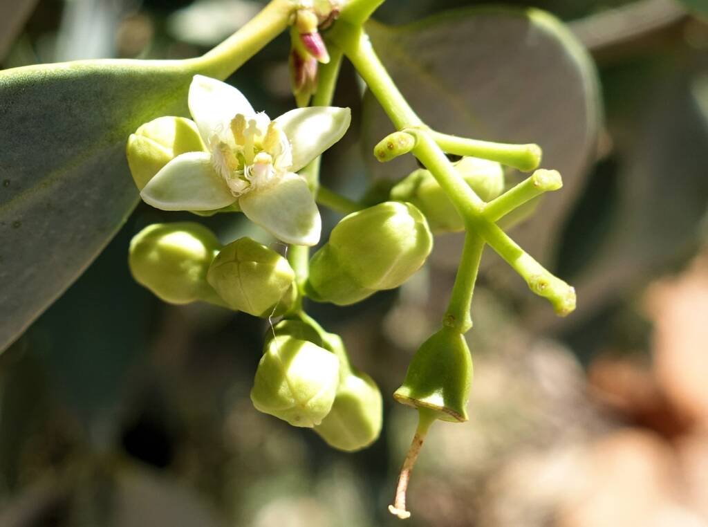 Bush Plum (Santalum lanceolatum)