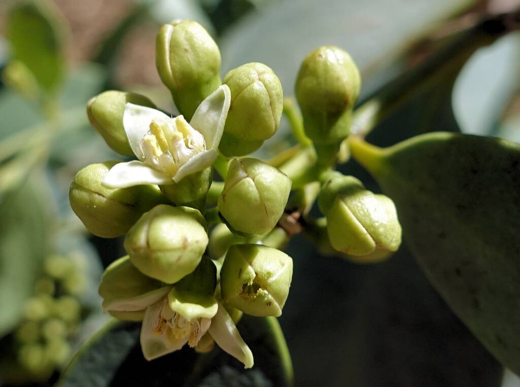 Bush Plum (Santalum lanceolatum)