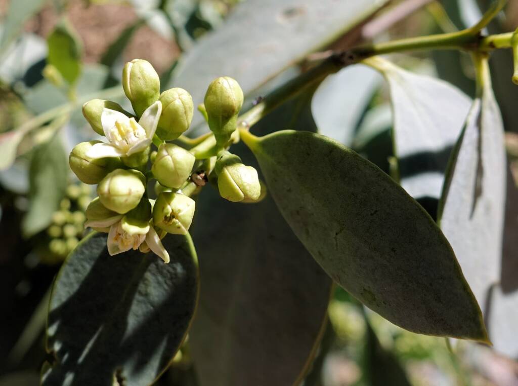 Bush Plum (Santalum lanceolatum)