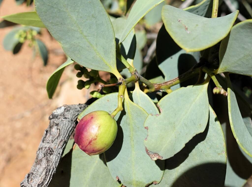 Bush Plum (Santalum lanceolatum)