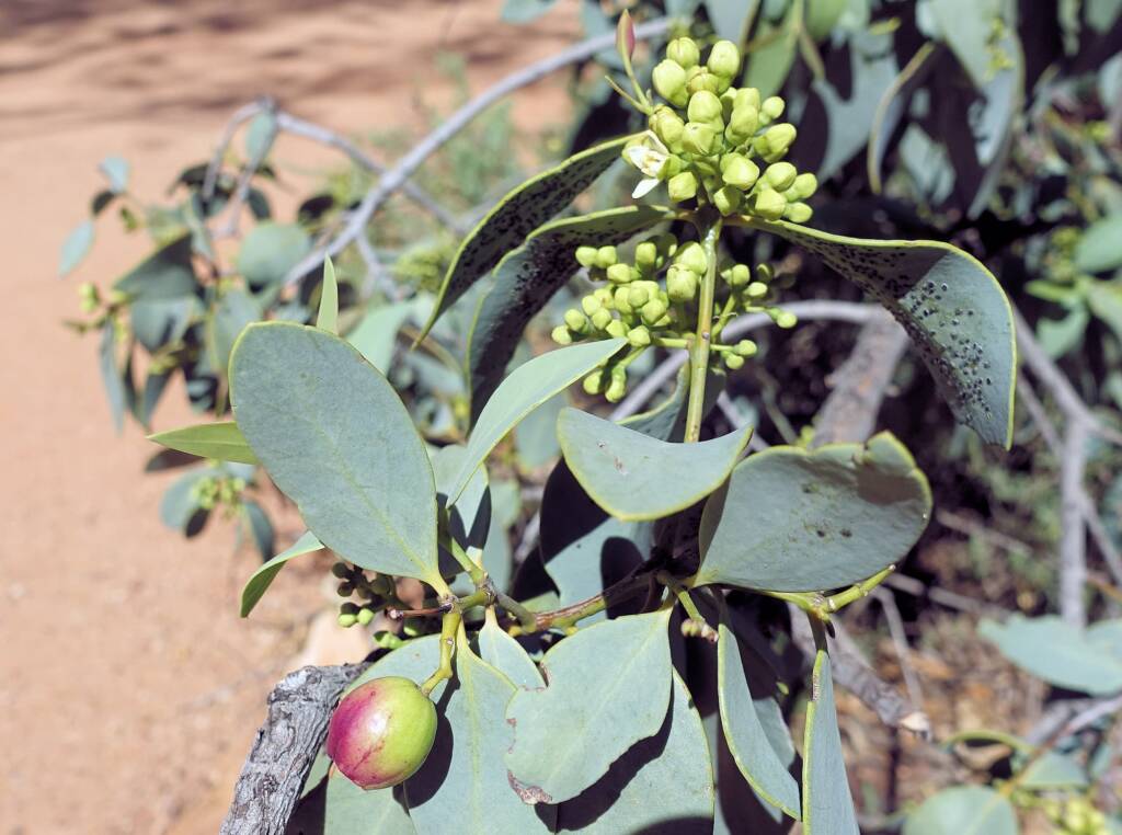 Bush Plum (Santalum lanceolatum)