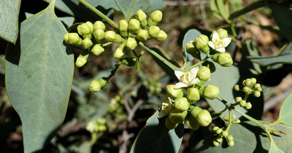Bush Plum (Santalum lanceolatum)