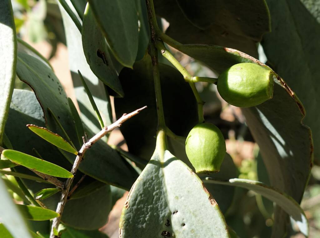 Bush Plum (Santalum lanceolatum)