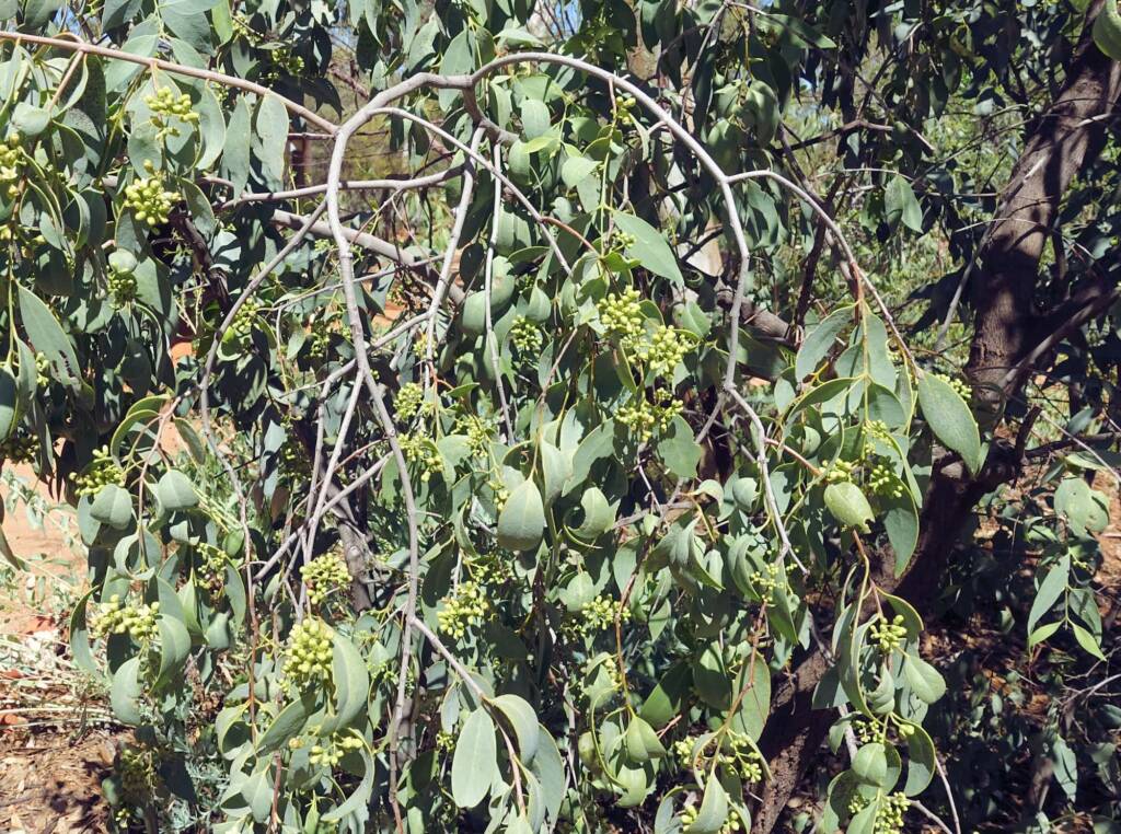 Bush Plum (Santalum lanceolatum)