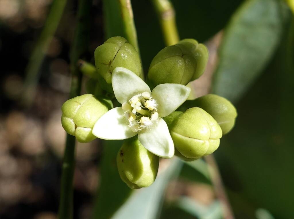 Bush Plum (Santalum lanceolatum)