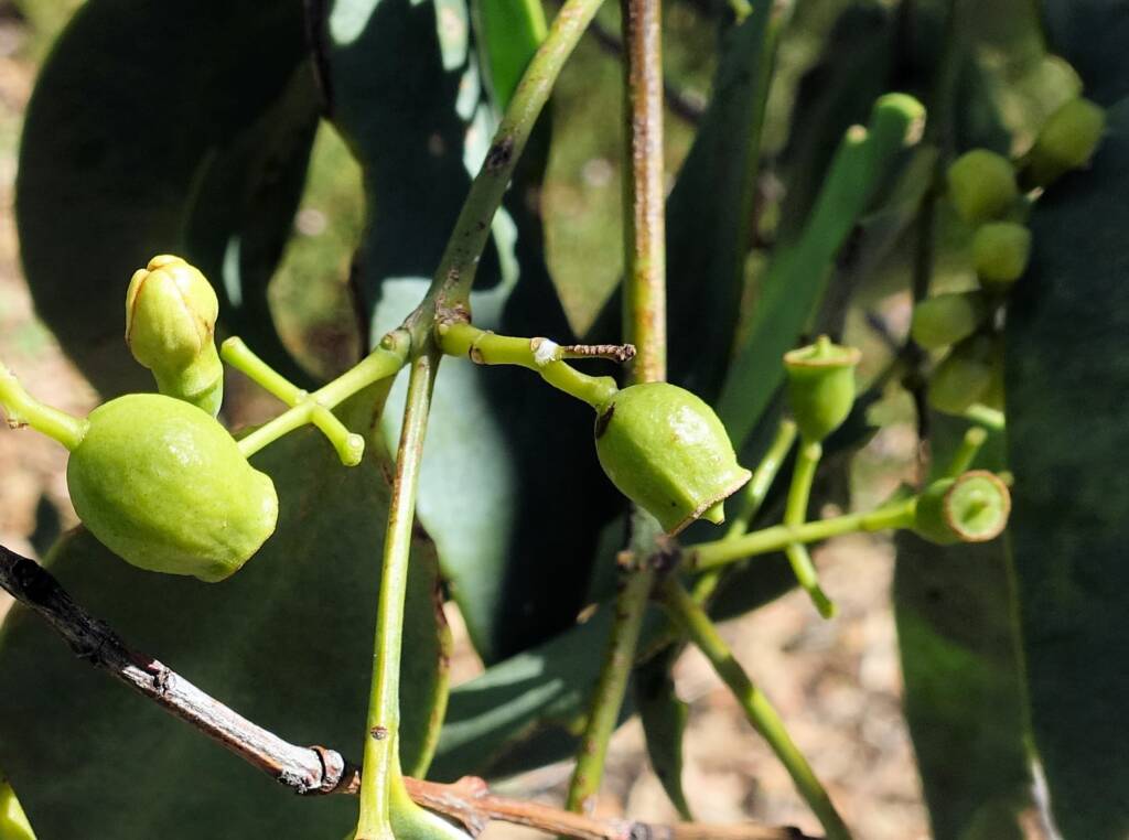 Bush Plum (Santalum lanceolatum)